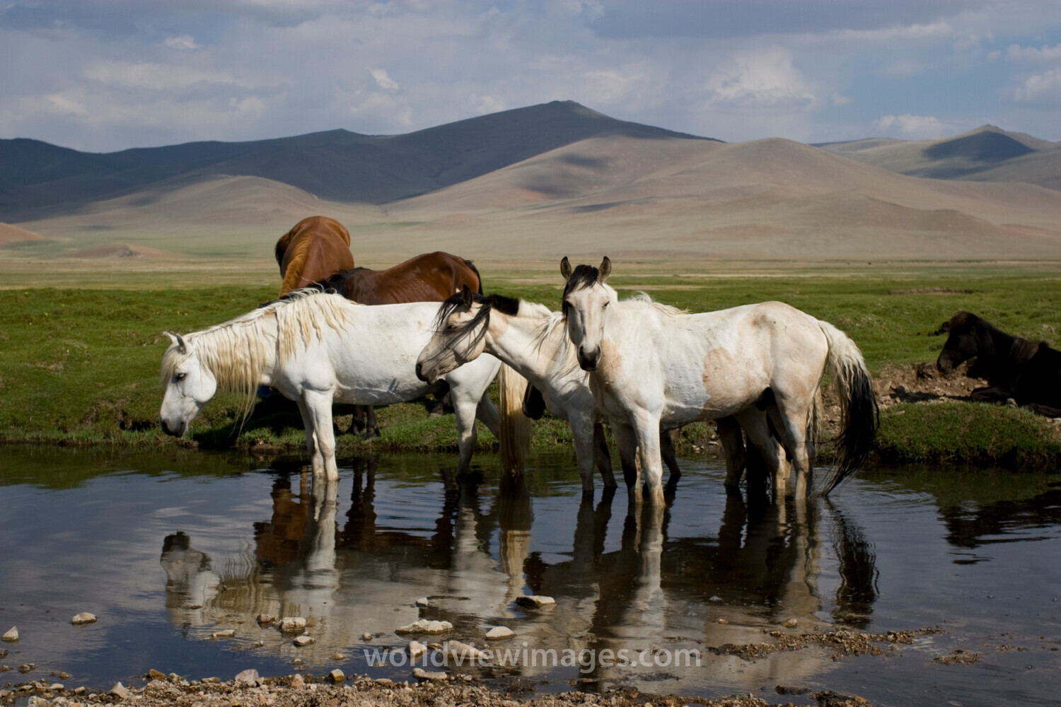 Horses in Mongolia