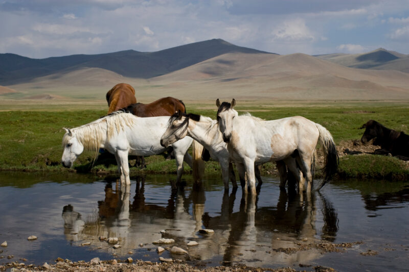 Horses in Mongolia — Stock Images of life in Rural Mongolia, and the people who live there: Horses on the Steppes of Mongolia — Mongolia, horses