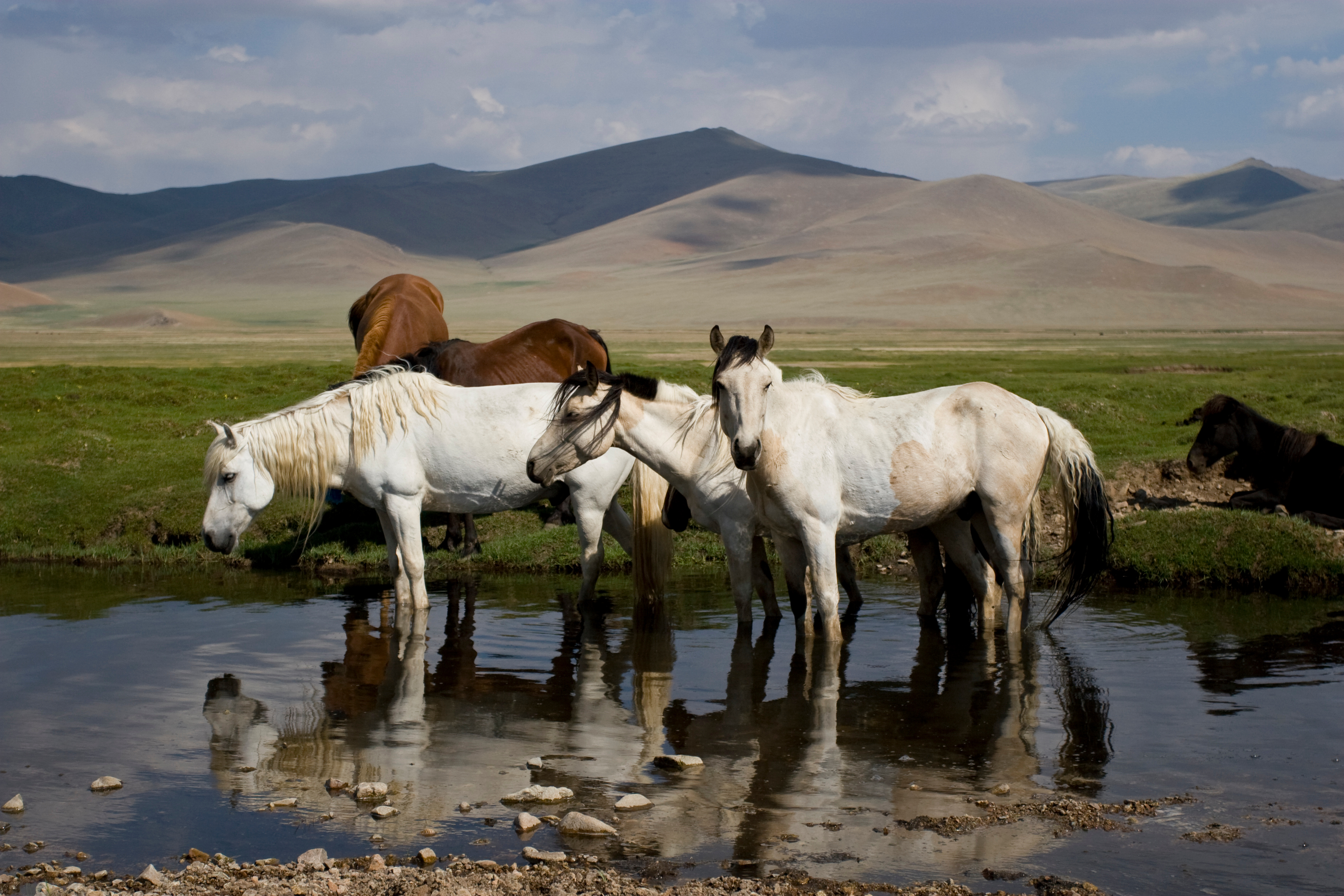 Horses in Mongolia