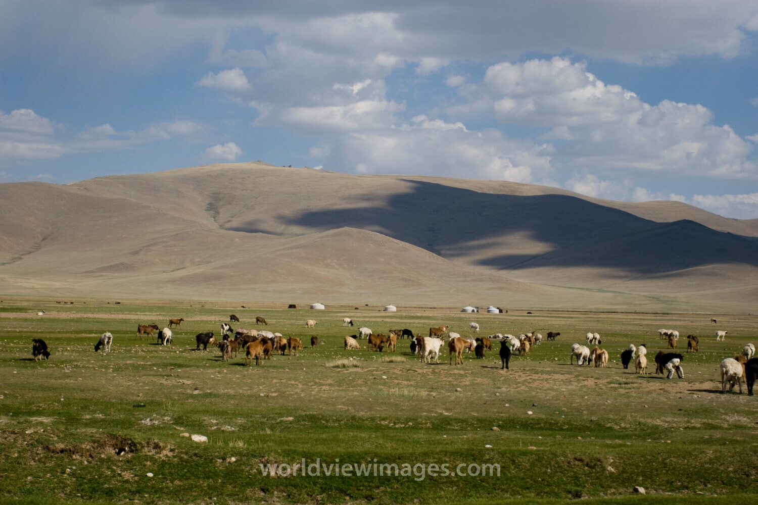 Sheep and Goats in Mongolia