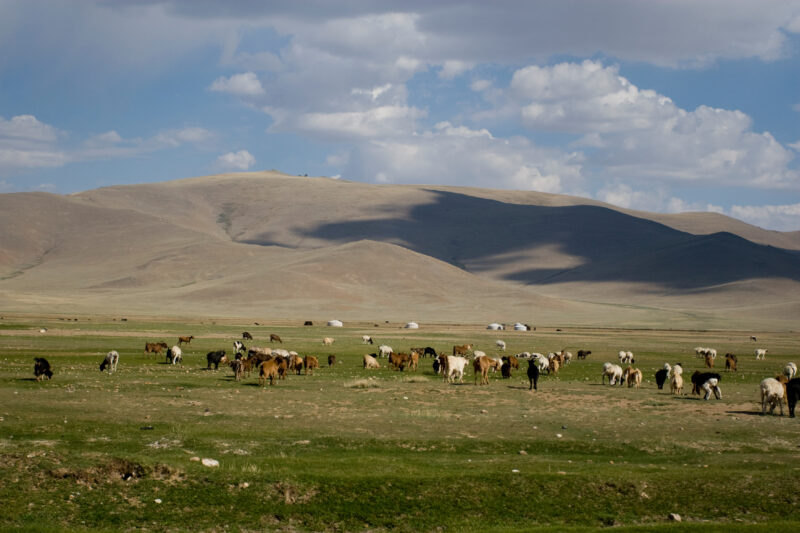Sheep and Goats in Mongolia — Stock image of sheep and goats grazing on the steppes of Mongolia — Mongolia, Steps, steppes, sheep, goats