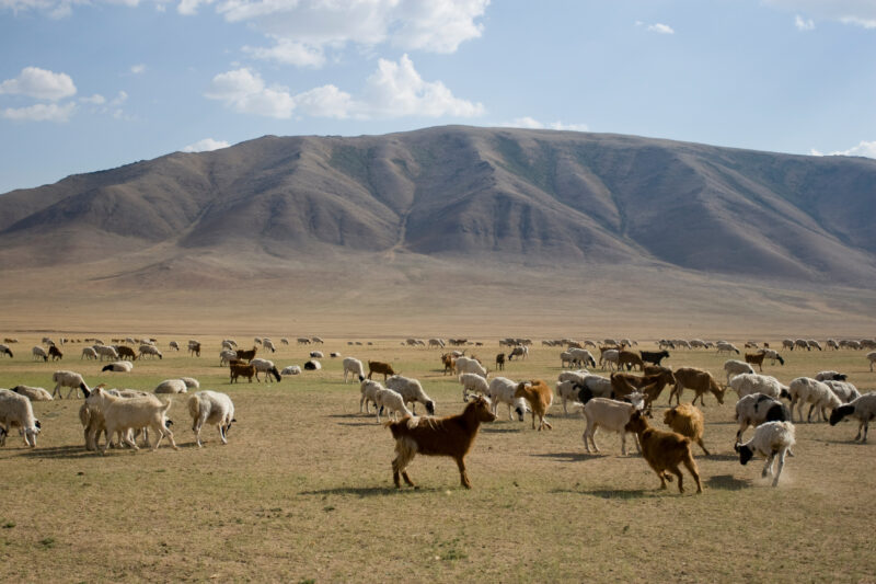Sheep and Goats in Mongolia — Stock image of sheep and goats grazing on the steppes of Mongolia — Mongolia, Steps, steppes, sheep, goats