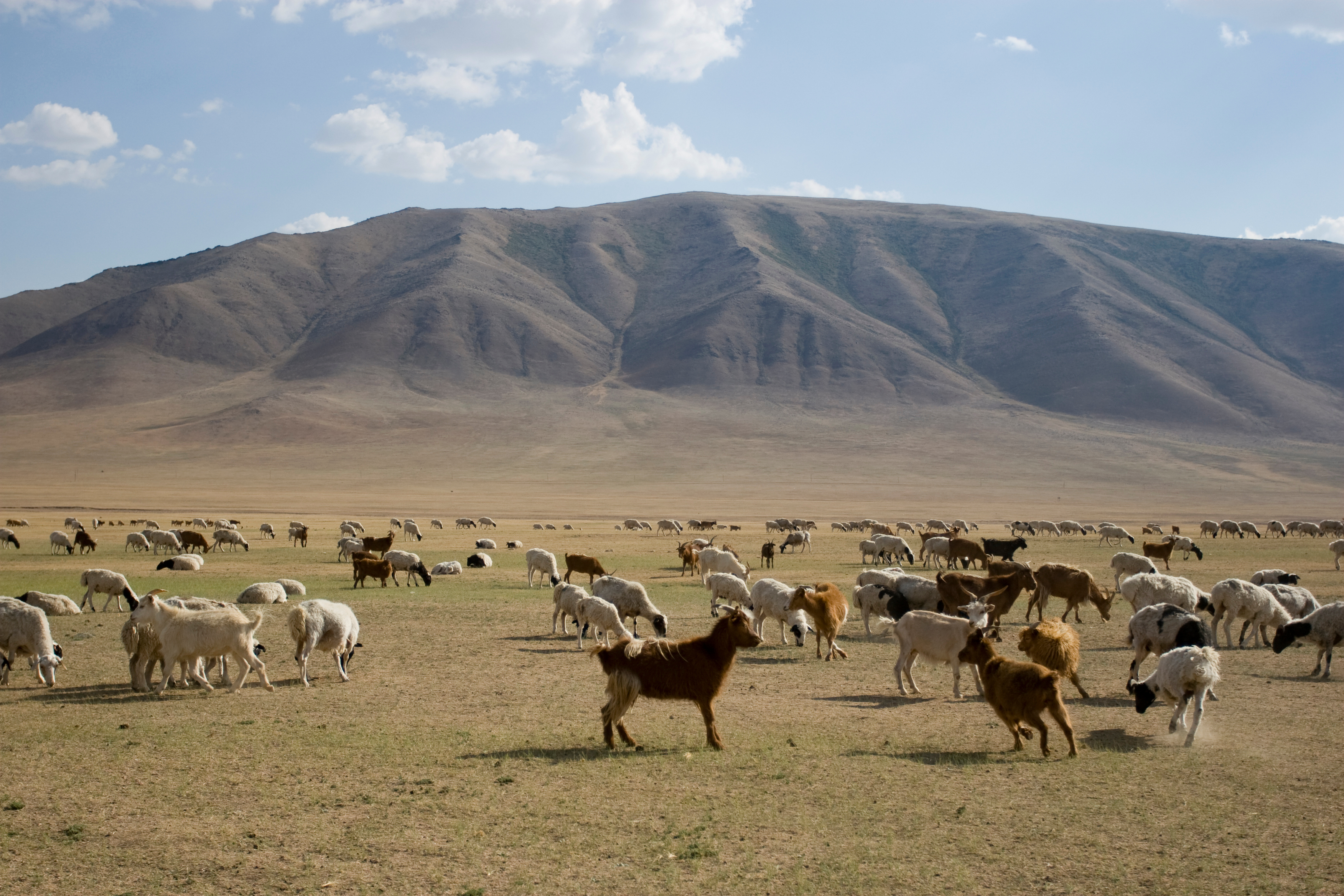 Sheep and Goats in Mongolia