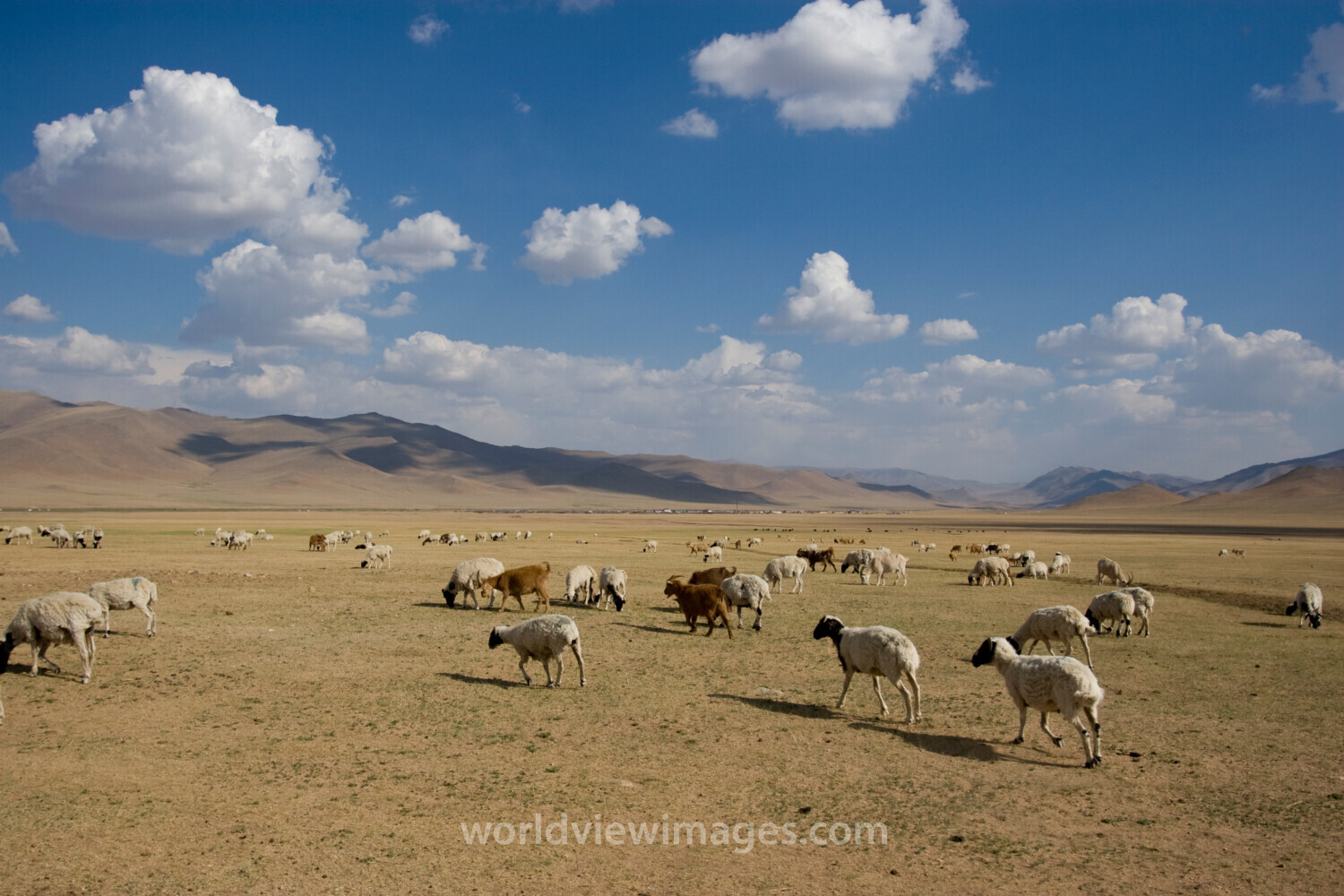 Sheep and Goats in Mongolia