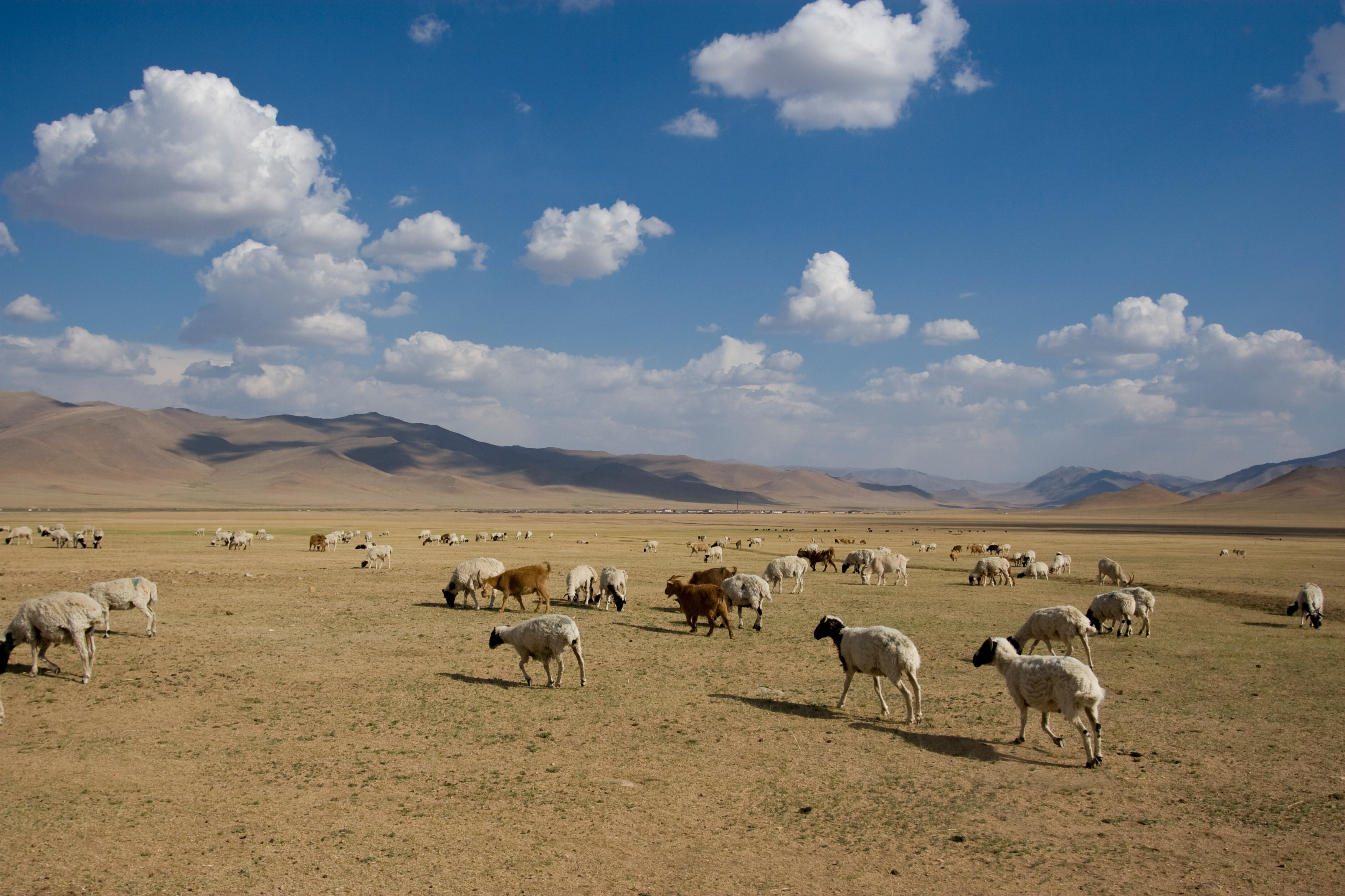 Sheep and Goats in Mongolia