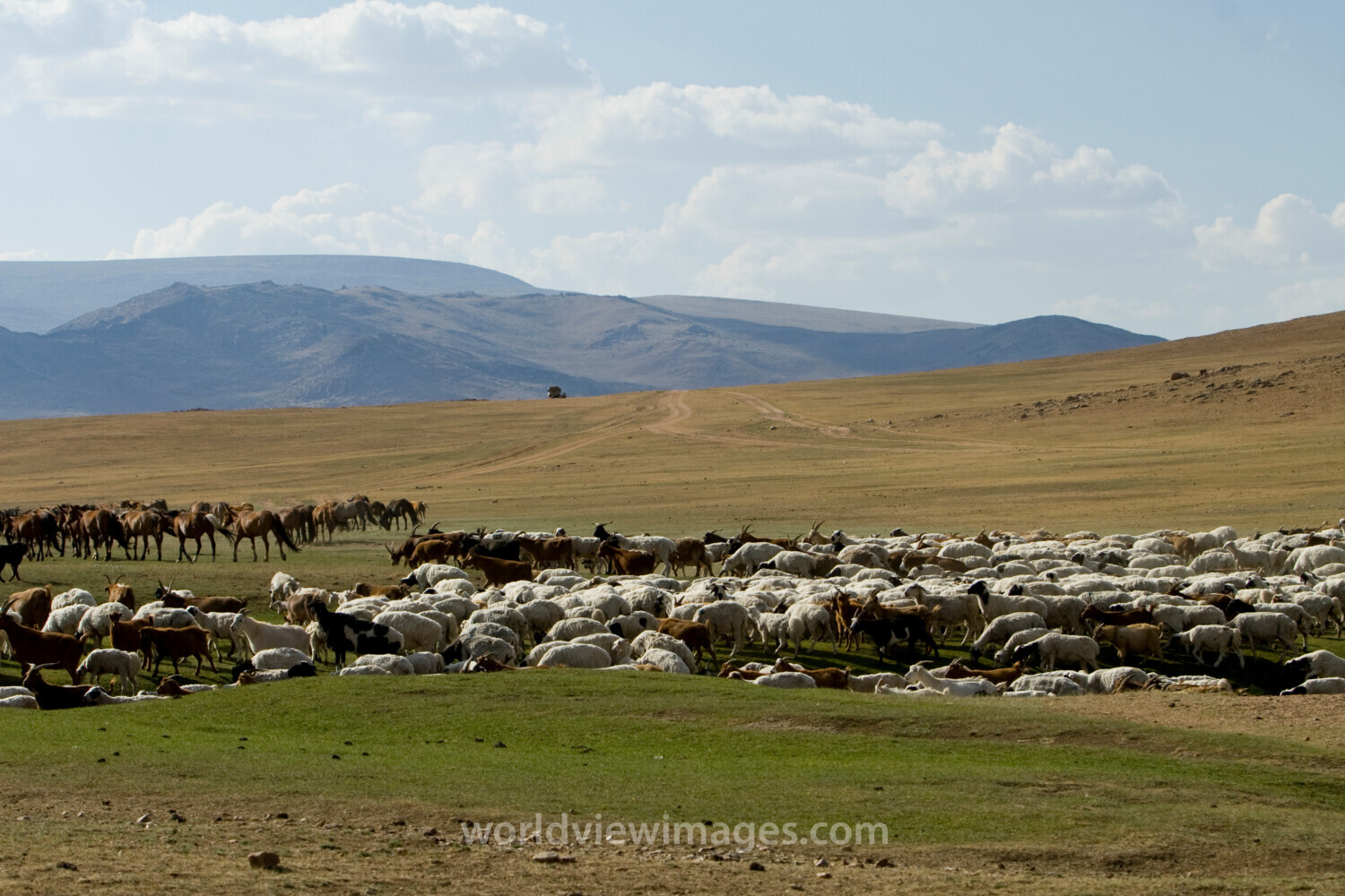 Sheep and Goats in Mongolia