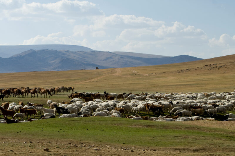 Sheep and Goats in Mongolia — Stock image of sheep and goats grazing on the steppes of Mongolia — Mongolia, Steps, steppes, sheep, goats