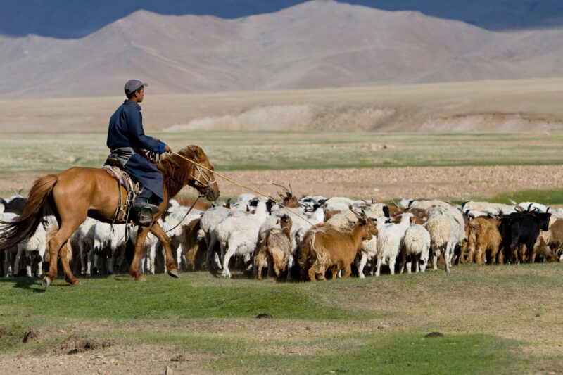 Herding Sheep and Goats in Mongolia — Stock Image of young man herding sheep and goats on horseback on the Steppes of Mongolia — Mongolia, sheep, goats, herd...