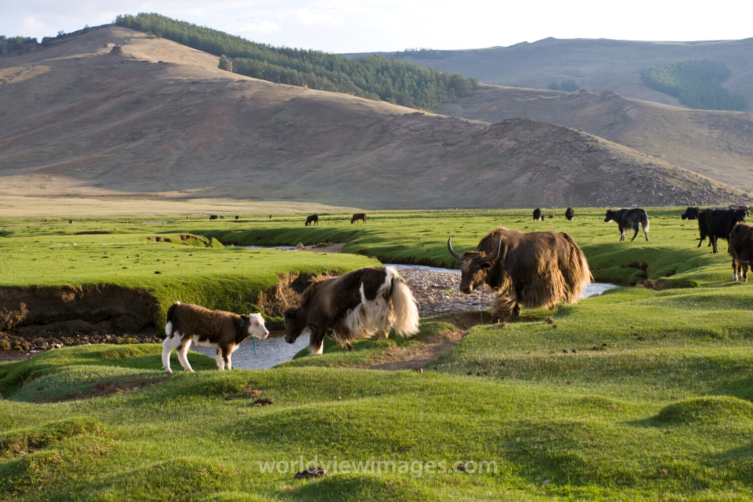 Steppes of Mongolia