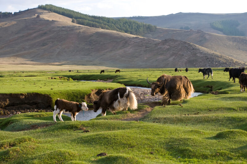 Steppes of Mongolia — Mongolia, Steps, steppes, pasture, hills