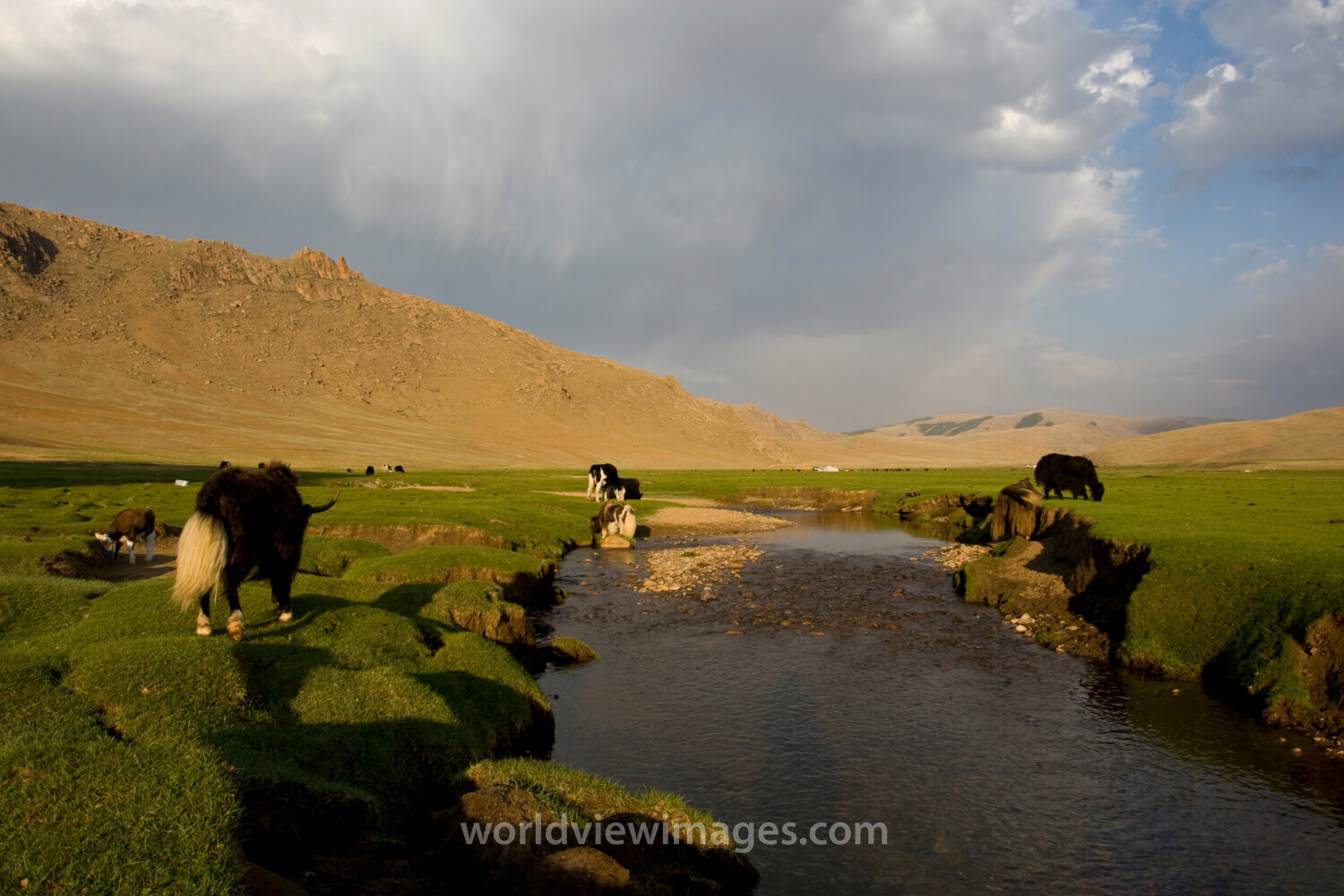 Steppes of Mongolia