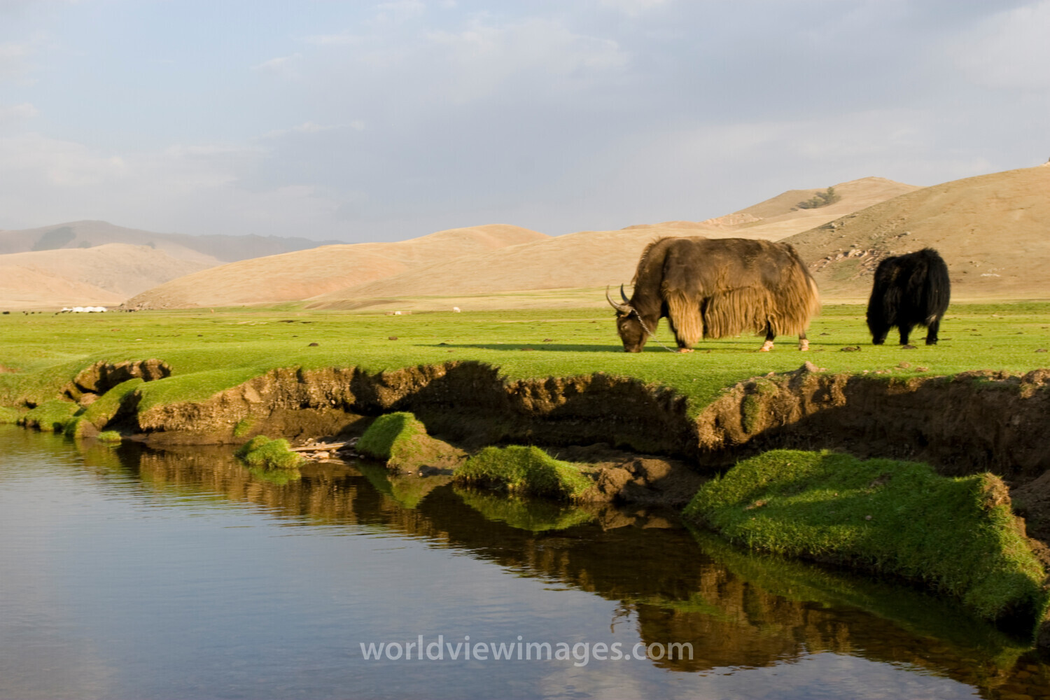 Steppes of Mongolia