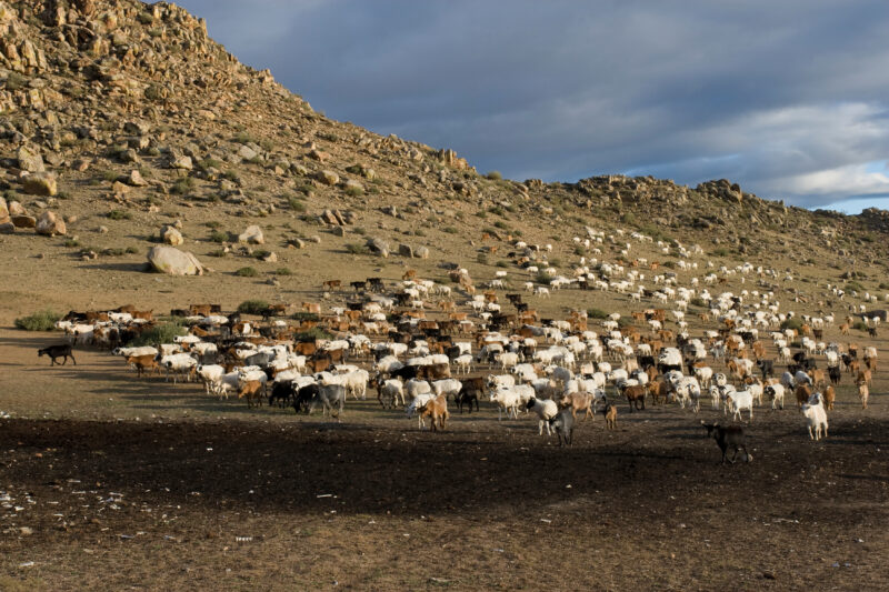 Sheep and Goats in Mongolia — Stock image of sheep and goats grazing on the steppes of Mongolia — Mongolia, Steps, steppes, sheep, goats