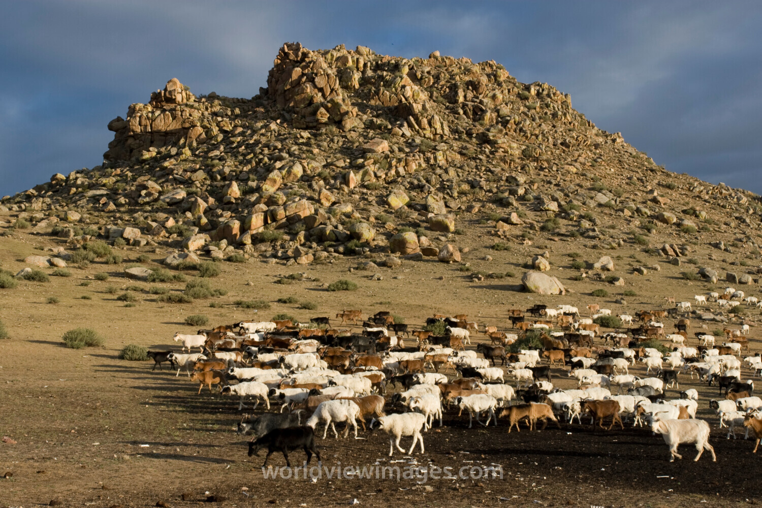 Sheep and Goats in Mongolia