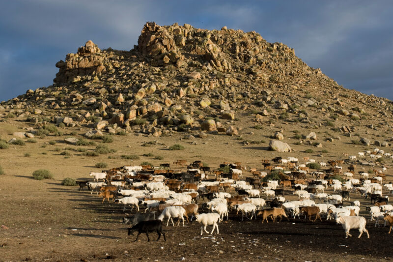 Sheep and Goats in Mongolia — Stock image of sheep and goats grazing on the steppes of Mongolia — Mongolia, Steps, steppes, sheep, goats