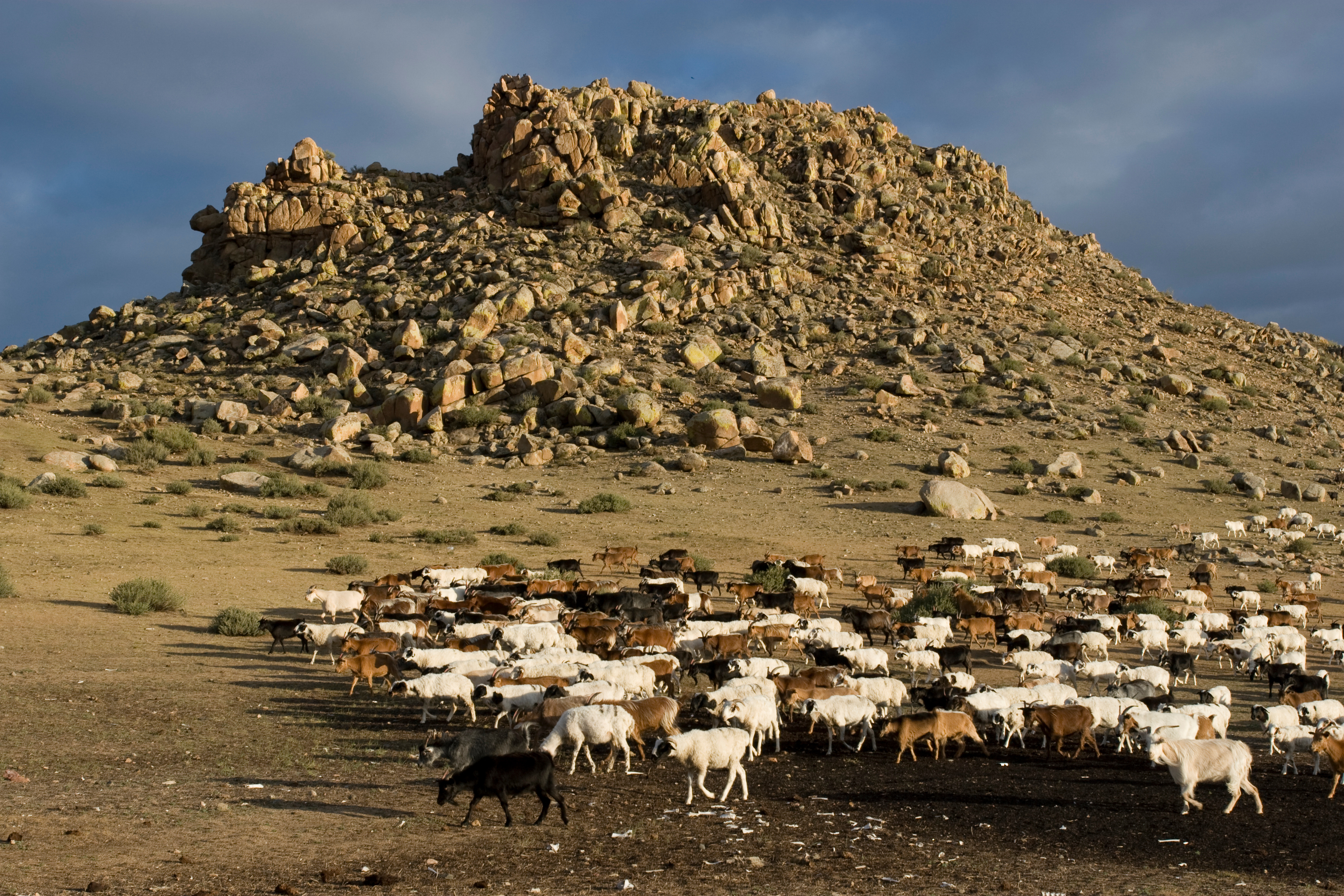 Sheep and Goats in Mongolia