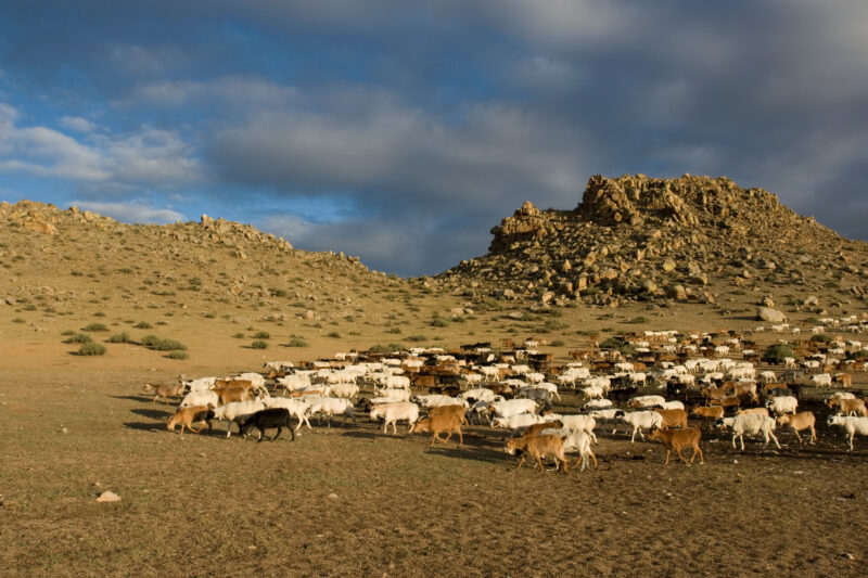 Sheep and Goats in Mongolia — Stock image of sheep and goats grazing on the steppes of Mongolia — Mongolia, Steps, steppes, sheep, goats