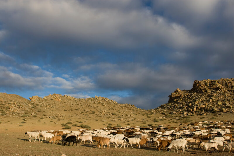 Sheep and Goats in Mongolia — Stock image of sheep and goats grazing on the steppes of Mongolia — Mongolia, Steps, steppes, sheep, goats