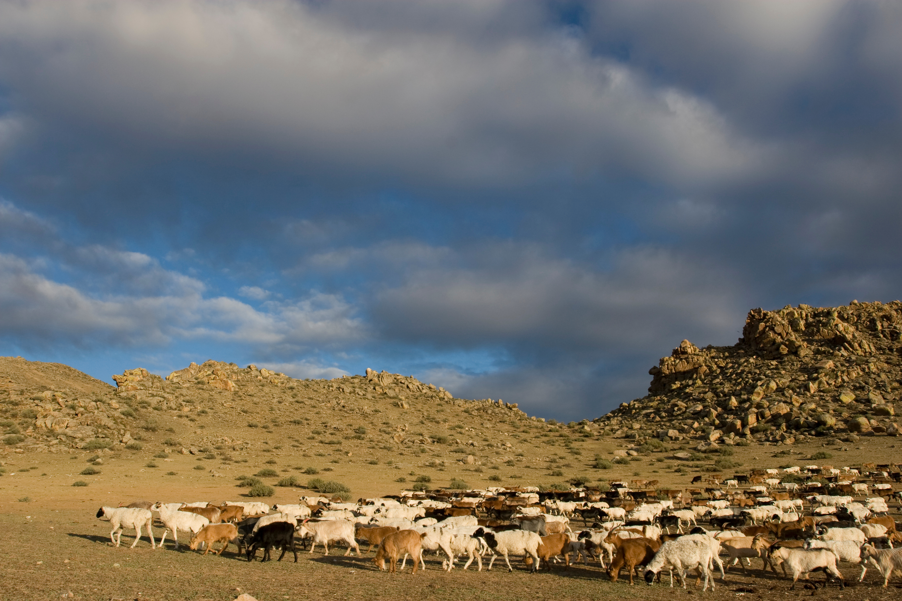 Sheep and Goats in Mongolia