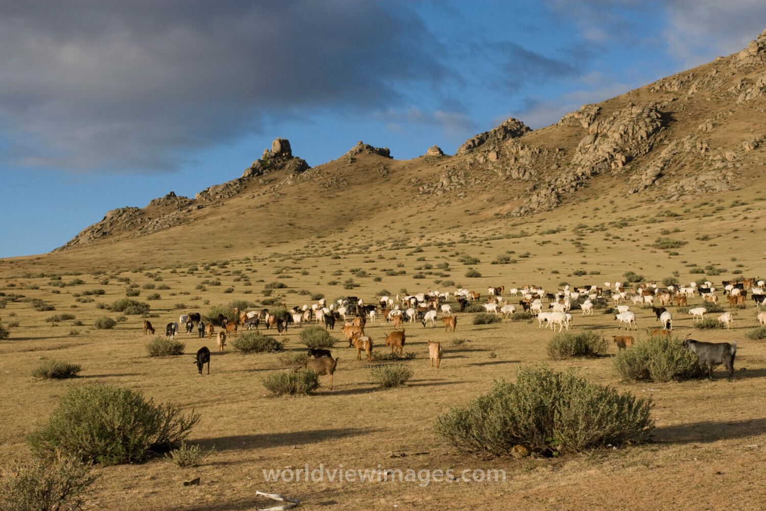 Sheep and Goats in Mongolia