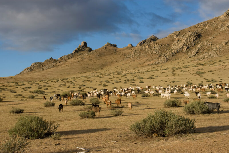 Sheep and Goats in Mongolia — Stock image of sheep and goats grazing on the steppes of Mongolia — Mongolia, Steps, steppes, sheep, goats