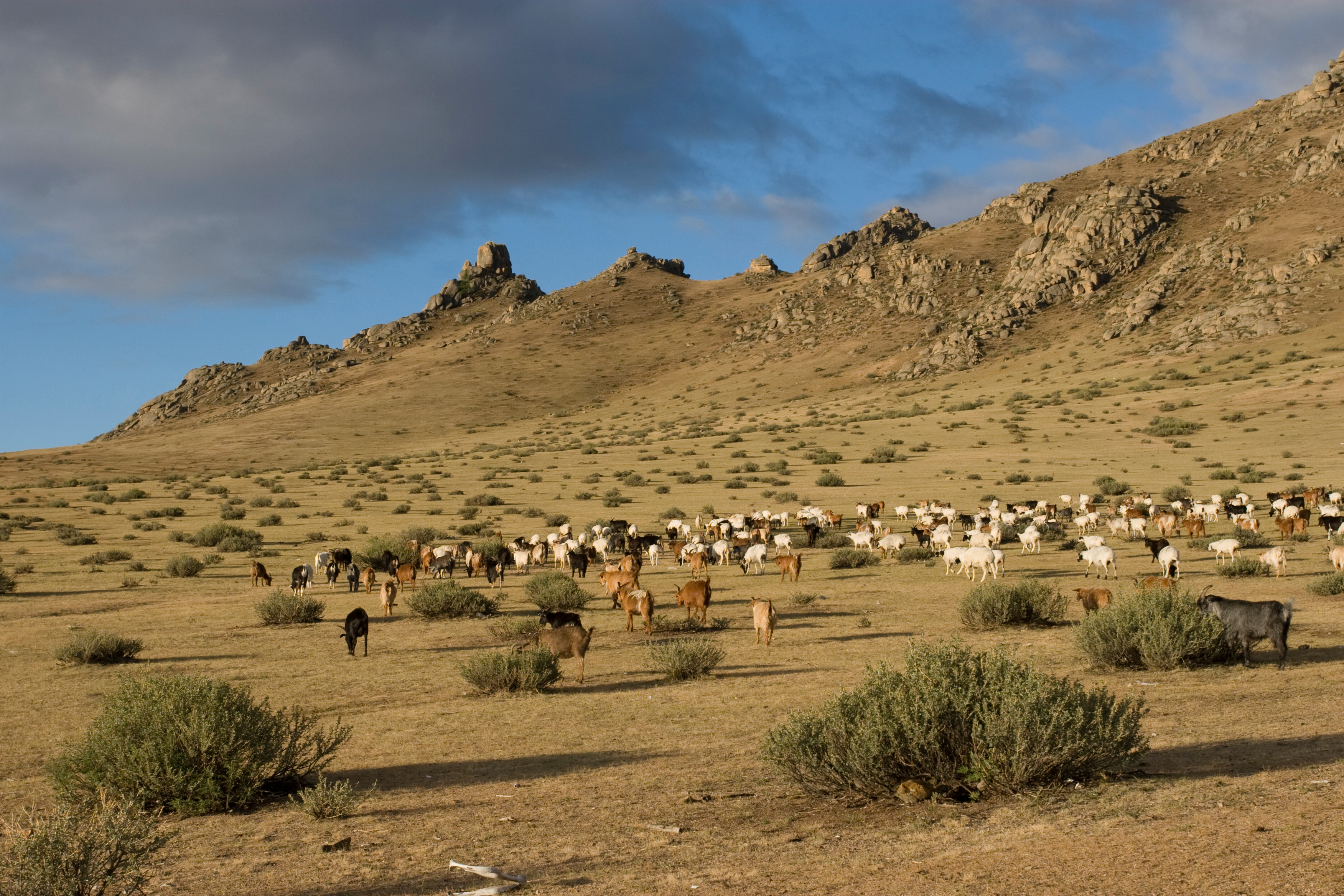 Sheep and Goats in Mongolia
