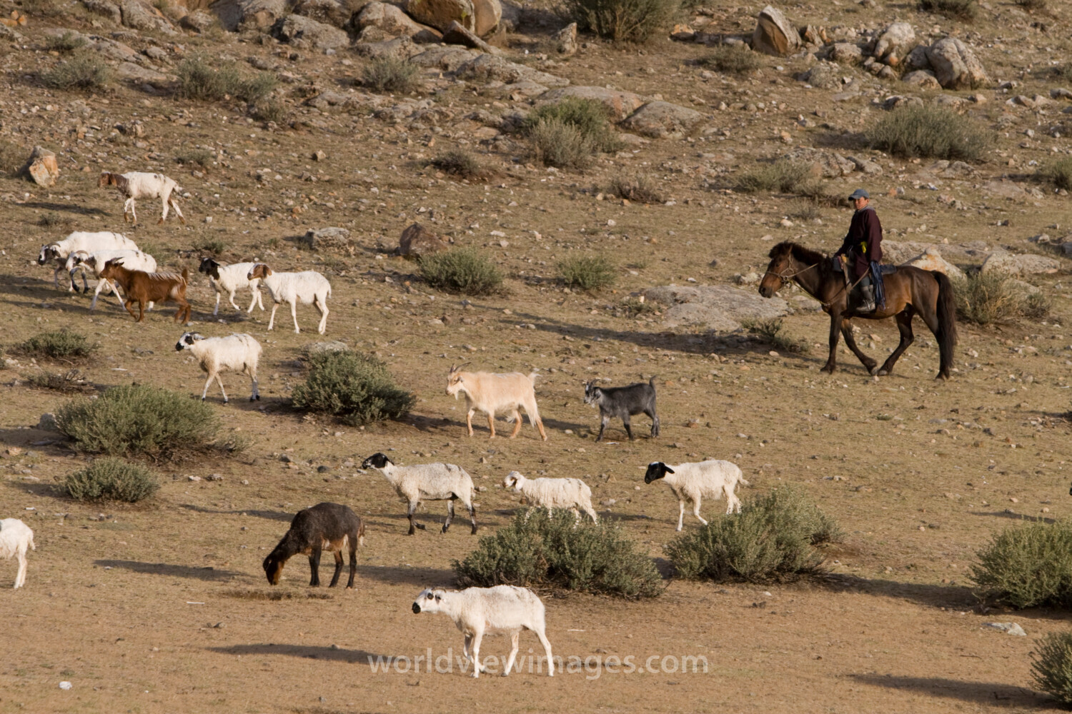 Herding Sheep and Goats in Mongolia