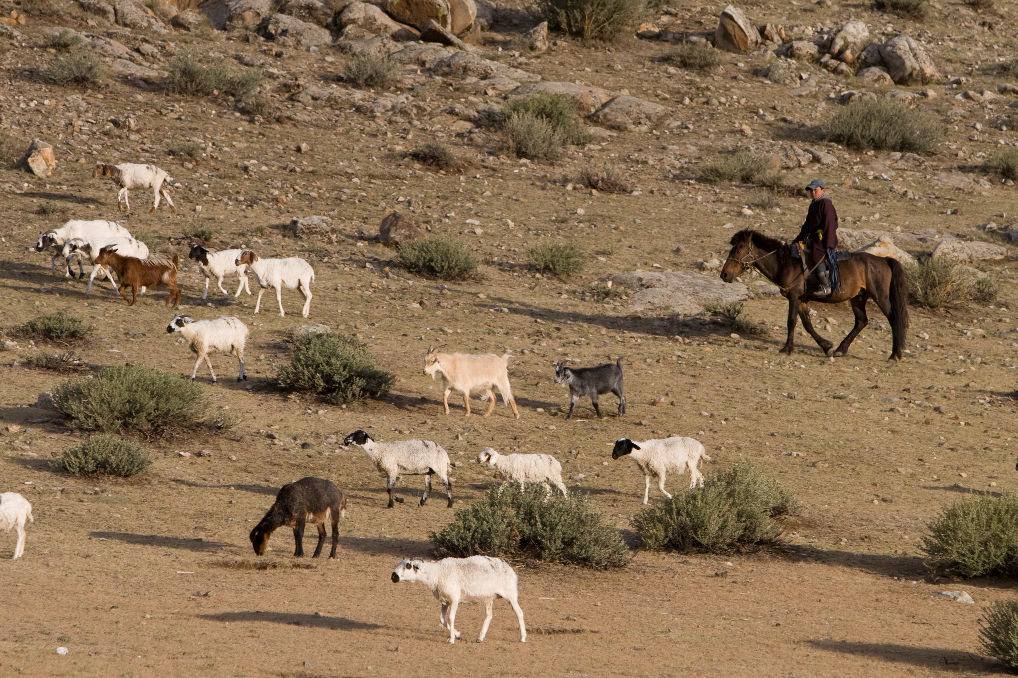 Herding Sheep and Goats in Mongolia