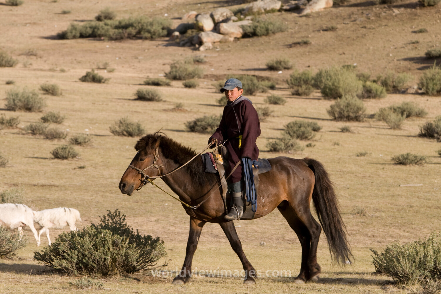 Herding Sheep and Goats in Mongolia