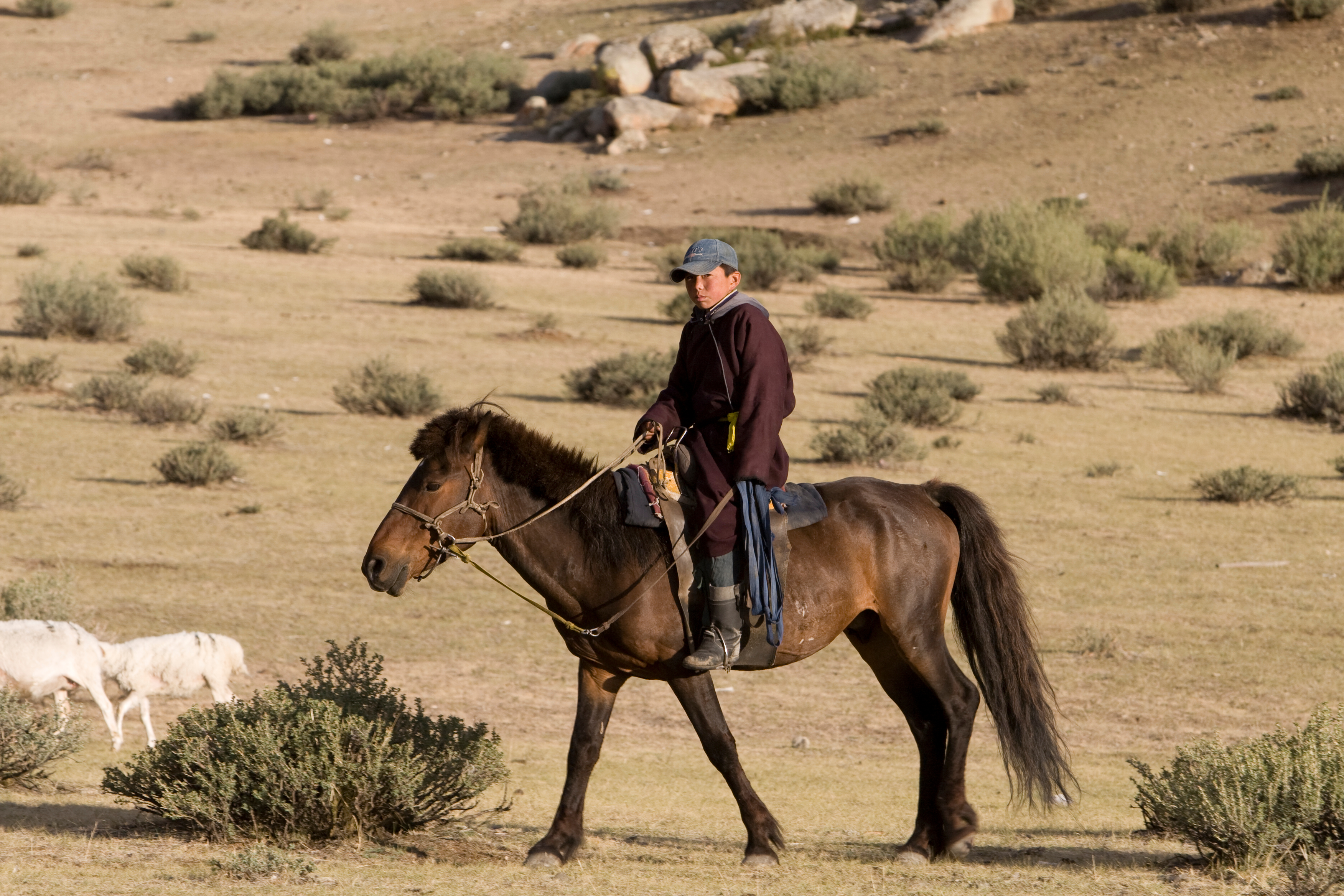 Herding Sheep and Goats in Mongolia