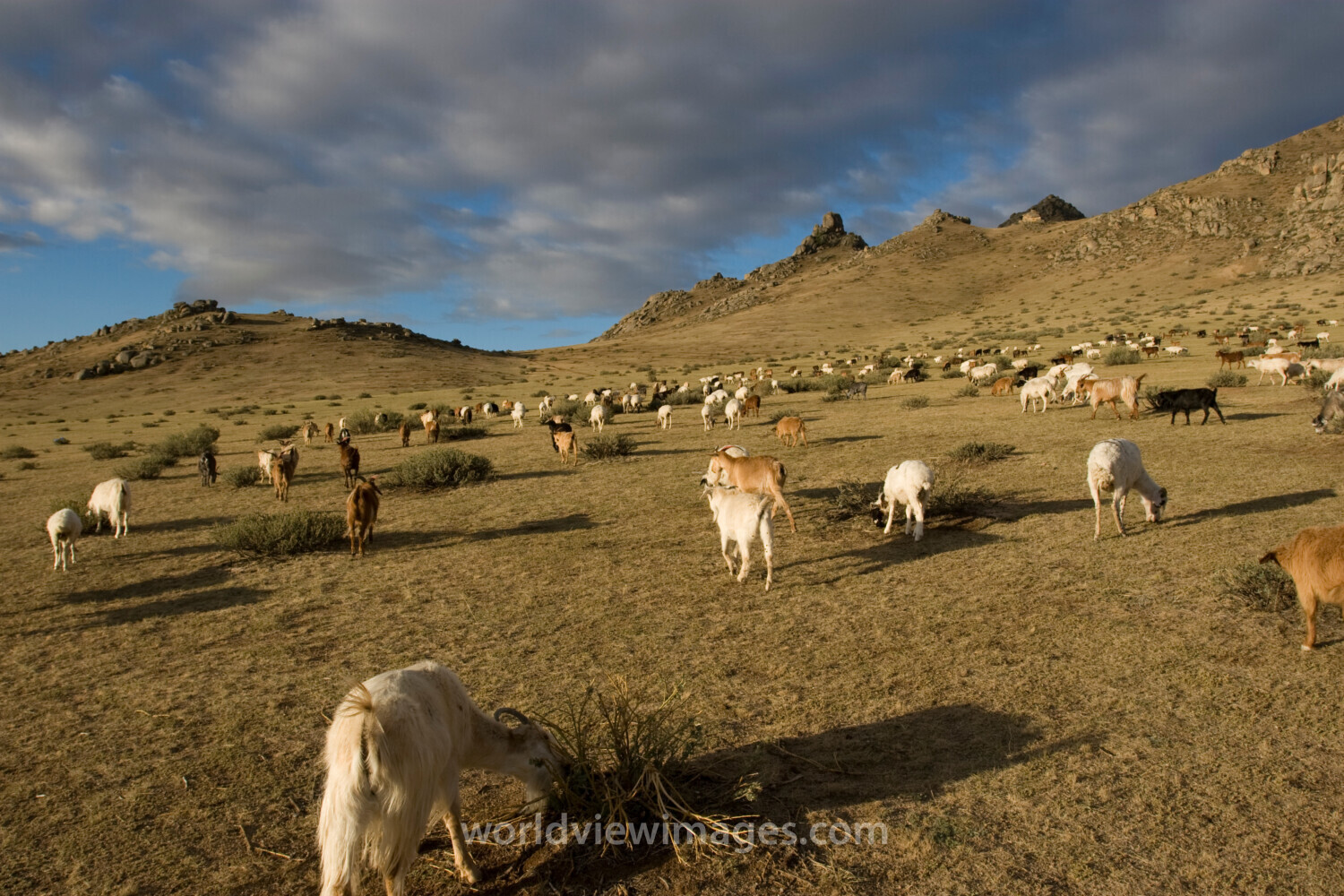 Sheep and Goats in Mongolia