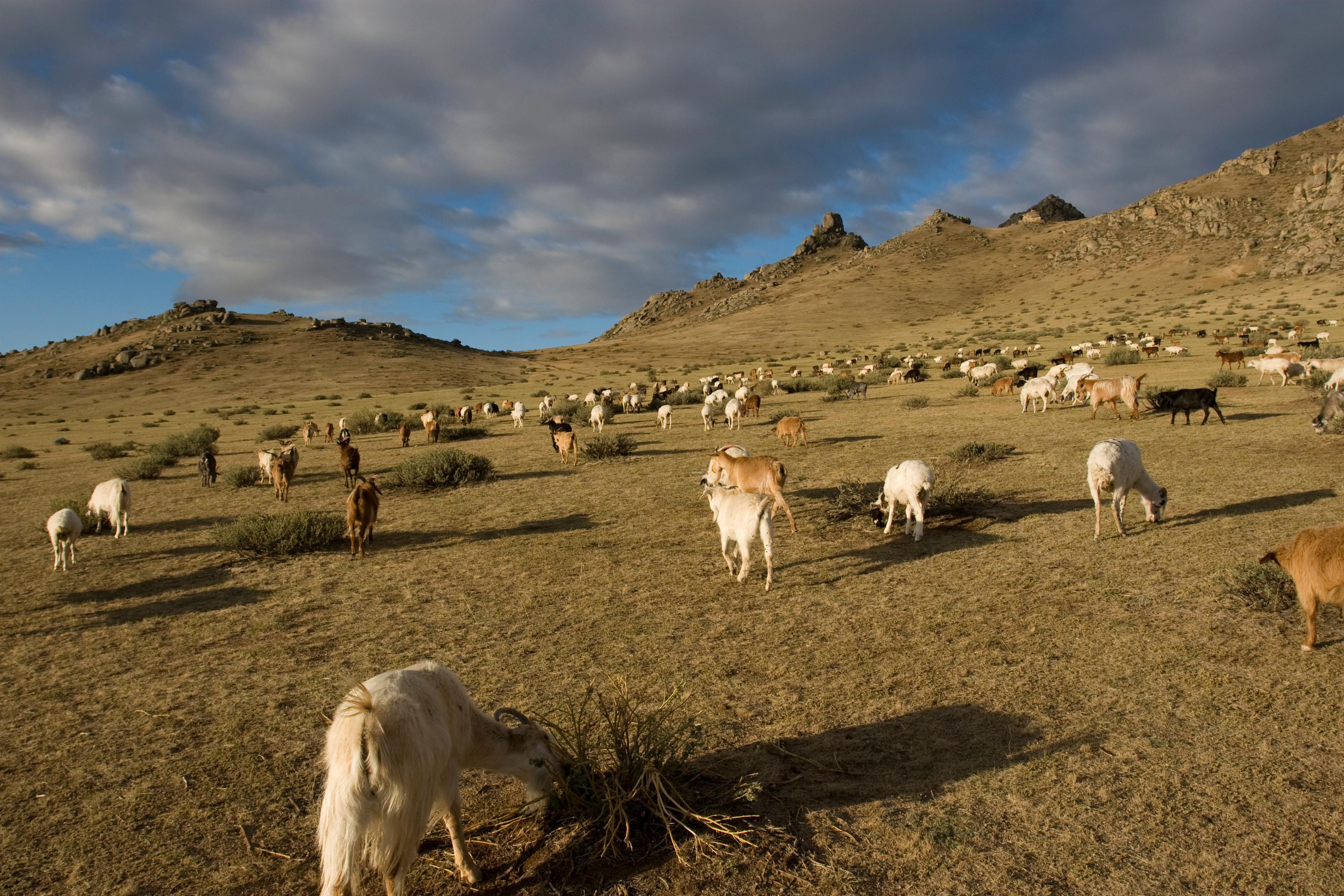 Sheep and Goats in Mongolia