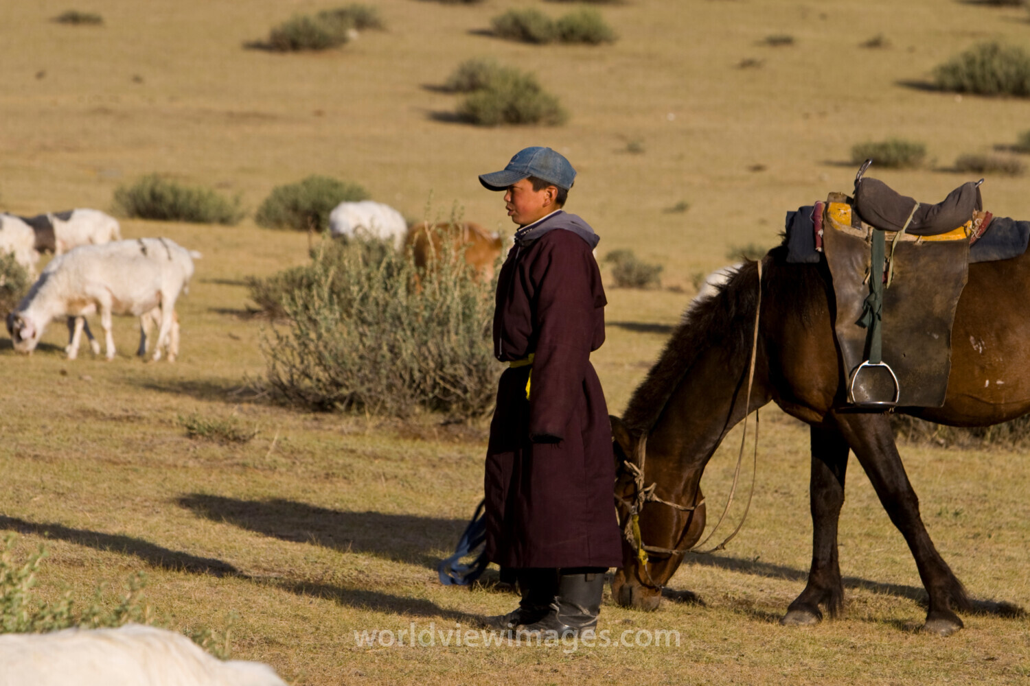 Herding Sheep and Goats in Mongolia