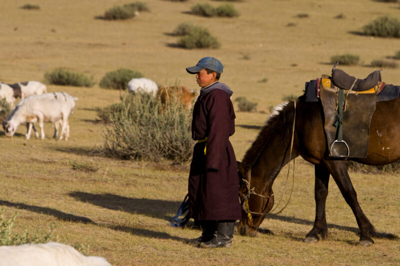 Herding Sheep and Goats in Mongolia — Stock Image of young man herding sheep and goats on horseback on the Steppes of Mongolia — Mongolia, sheep, goats, herd...