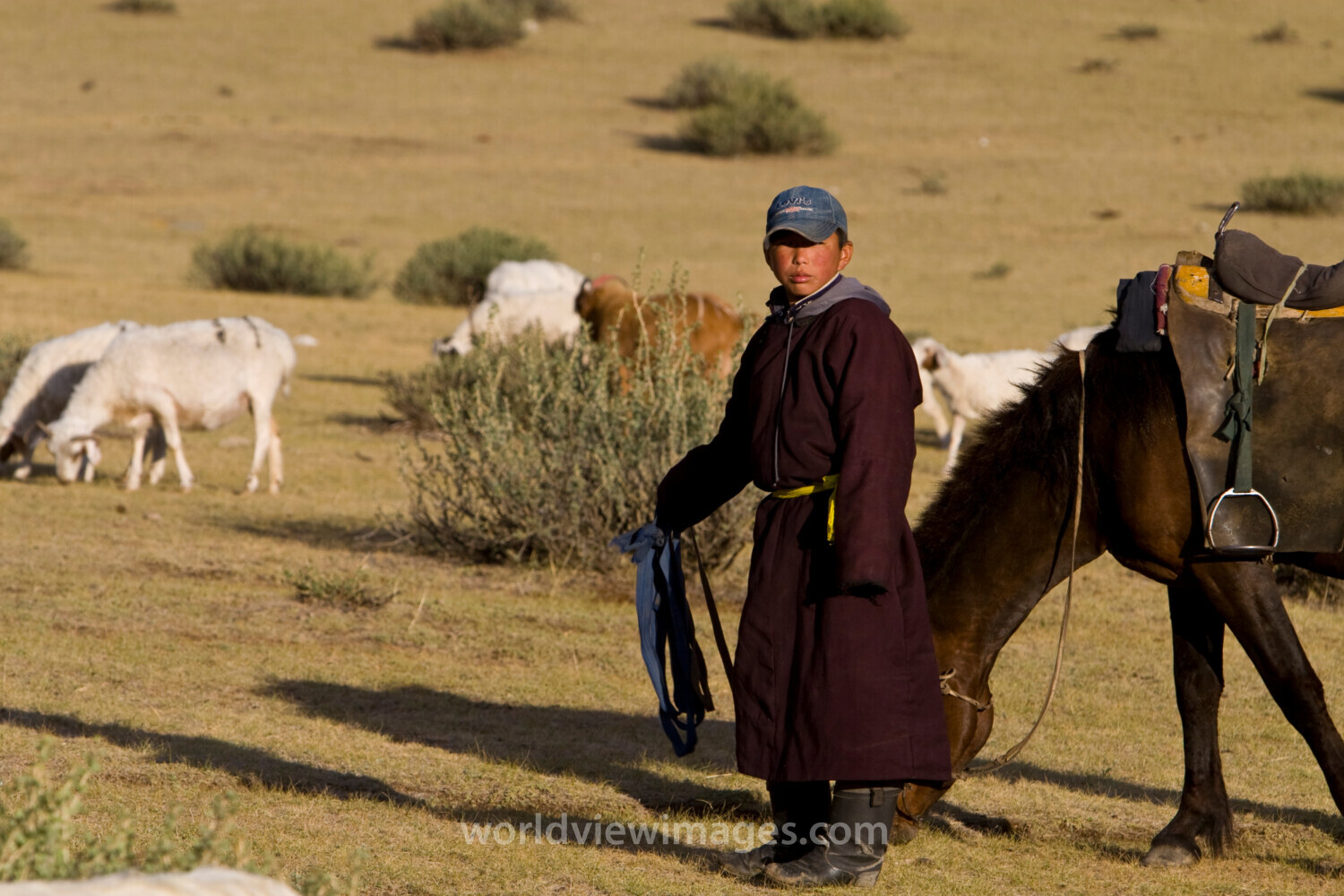 Herding Sheep and Goats in Mongolia