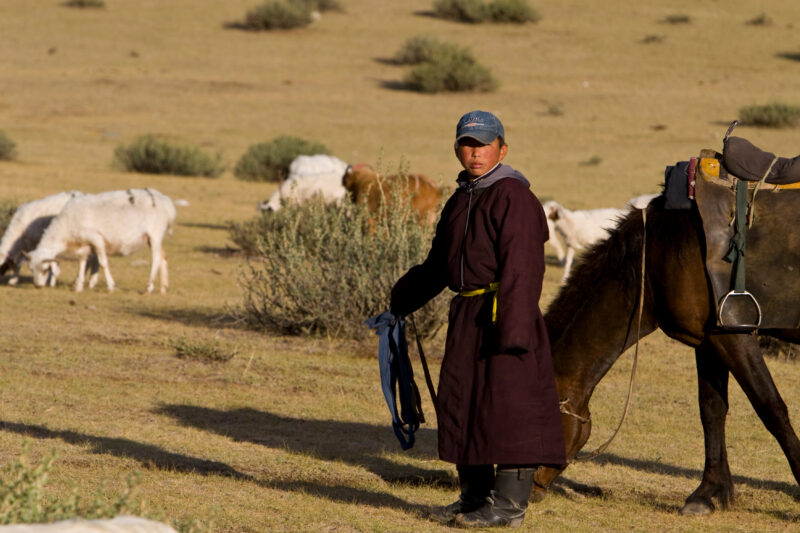 Herding Sheep and Goats in Mongolia — Stock Image of young man herding sheep and goats on horseback on the Steppes of Mongolia — Mongolia, sheep, goats, herd...