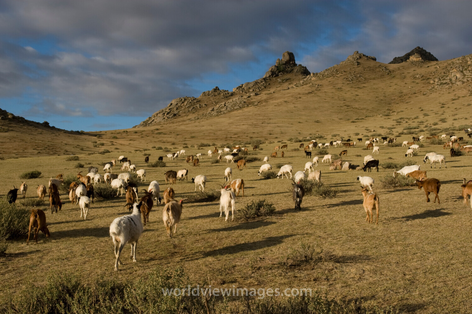 Sheep and Goats in Mongolia
