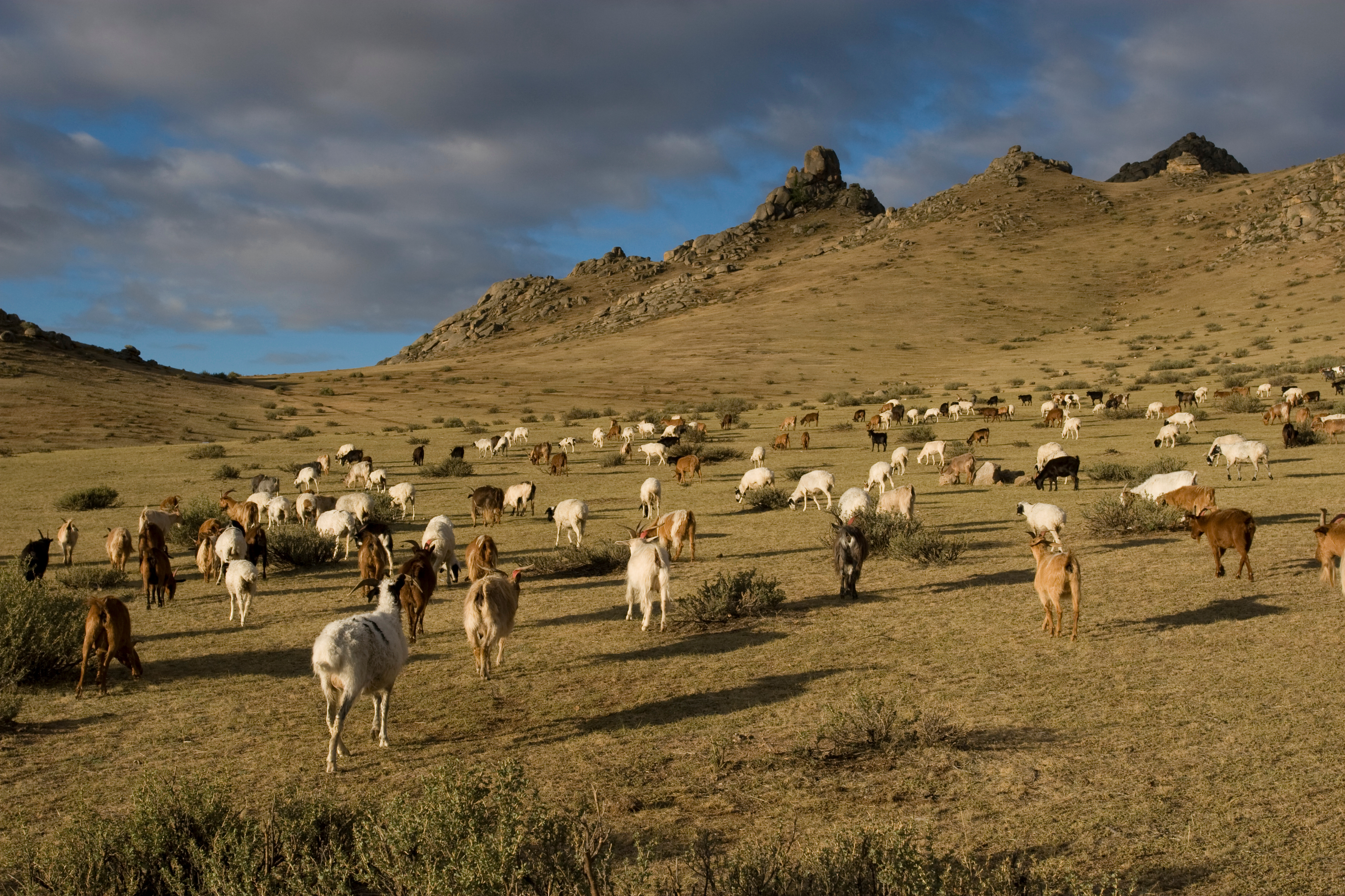 Sheep and Goats in Mongolia