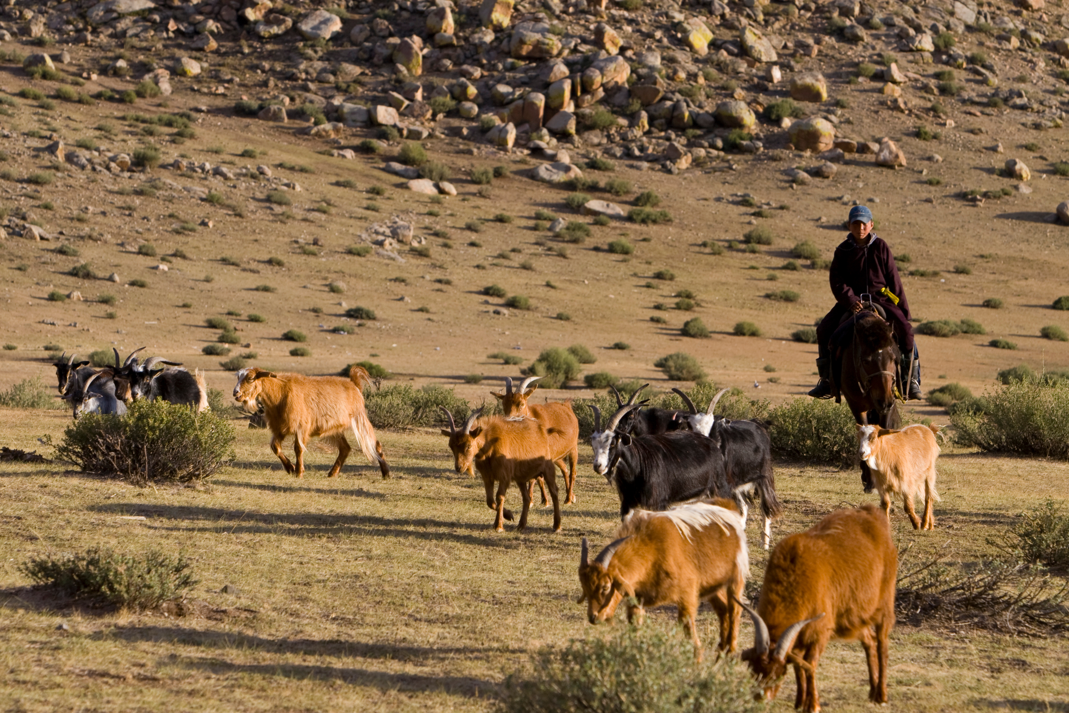 Herding Sheep and Goats in Mongolia