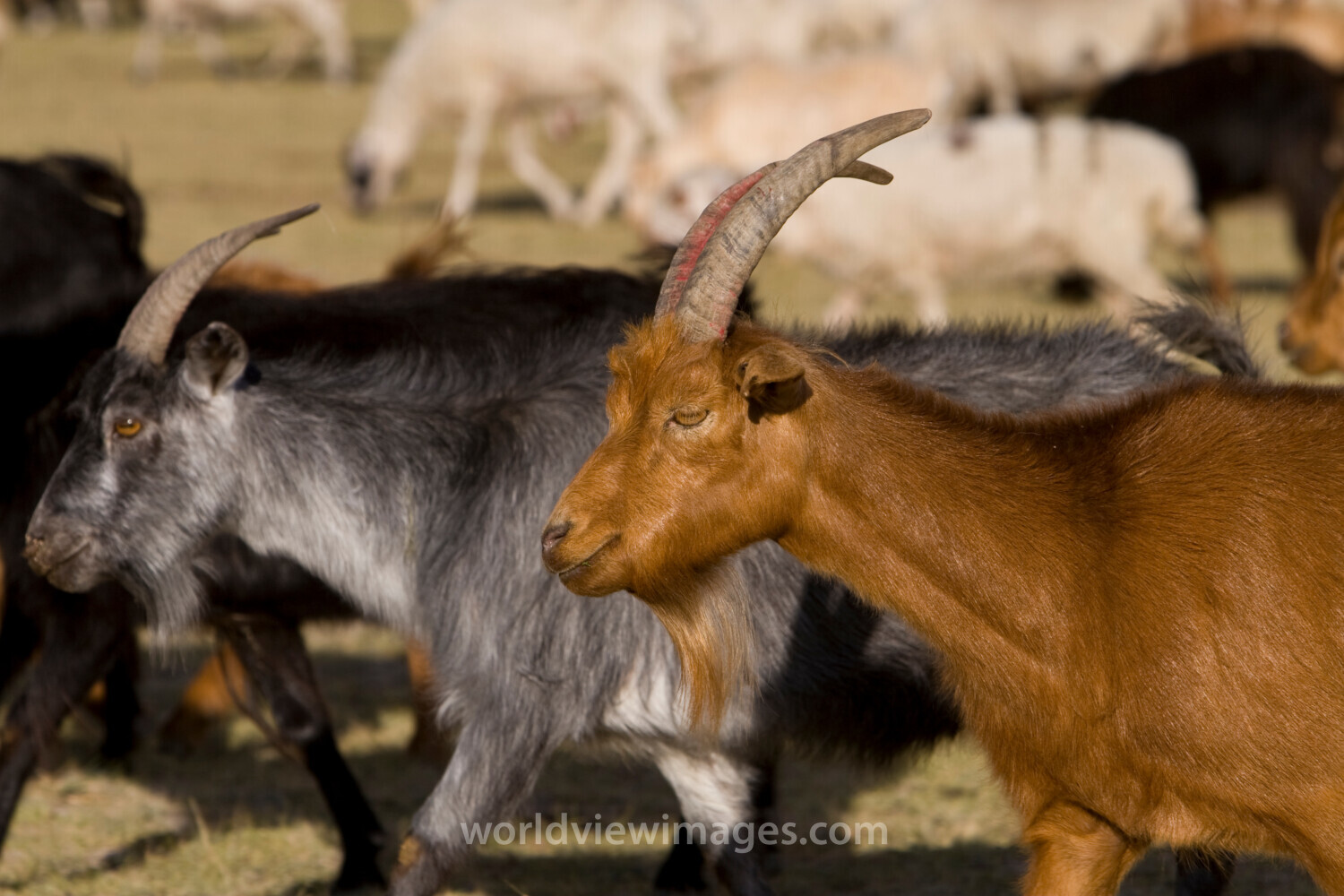 Sheep and Goats in Mongolia