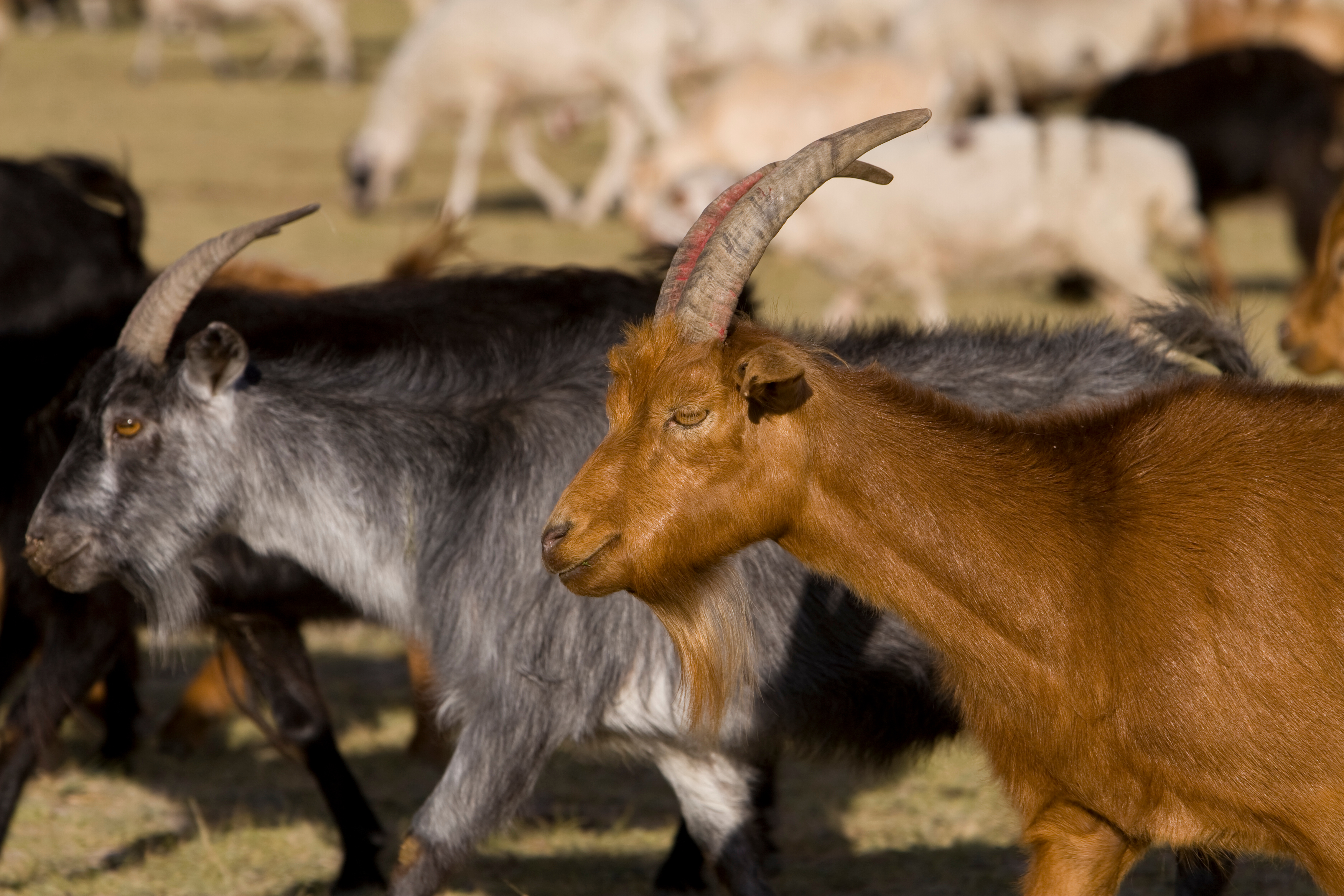 Sheep and Goats in Mongolia