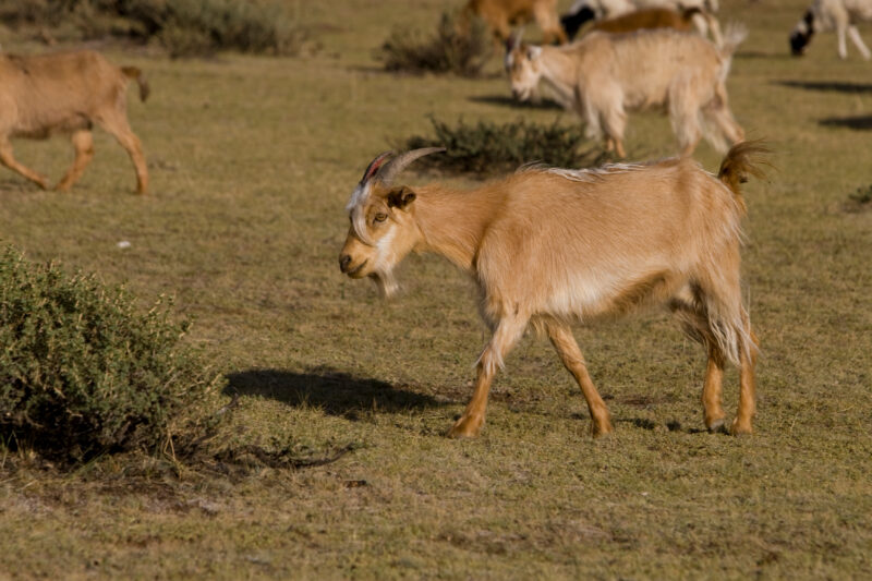 Sheep and Goats in Mongolia — Stock image of sheep and goats grazing on the steppes of Mongolia — Mongolia, Steps, steppes, sheep, goats