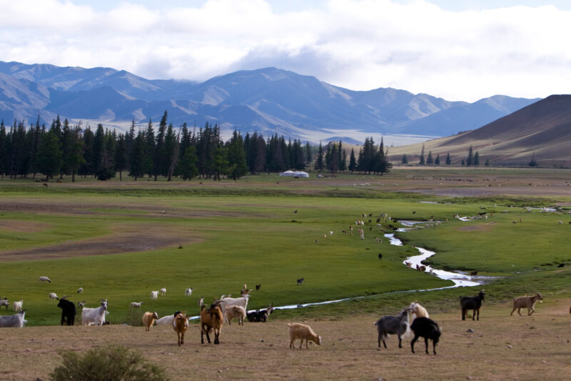 Steppes of Mongolia — Mongolia, Steps, steppes, pasture, hills
