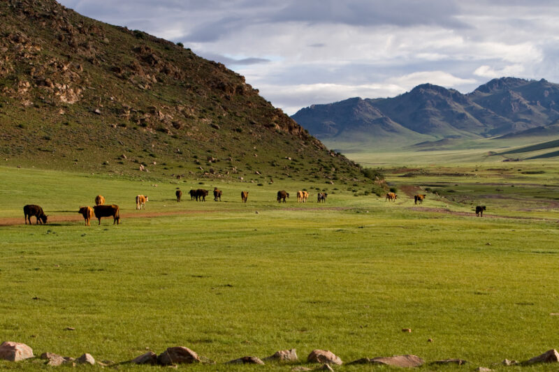 Steppes of Mongolia — Mongolia, Steps, steppes, pasture, hills