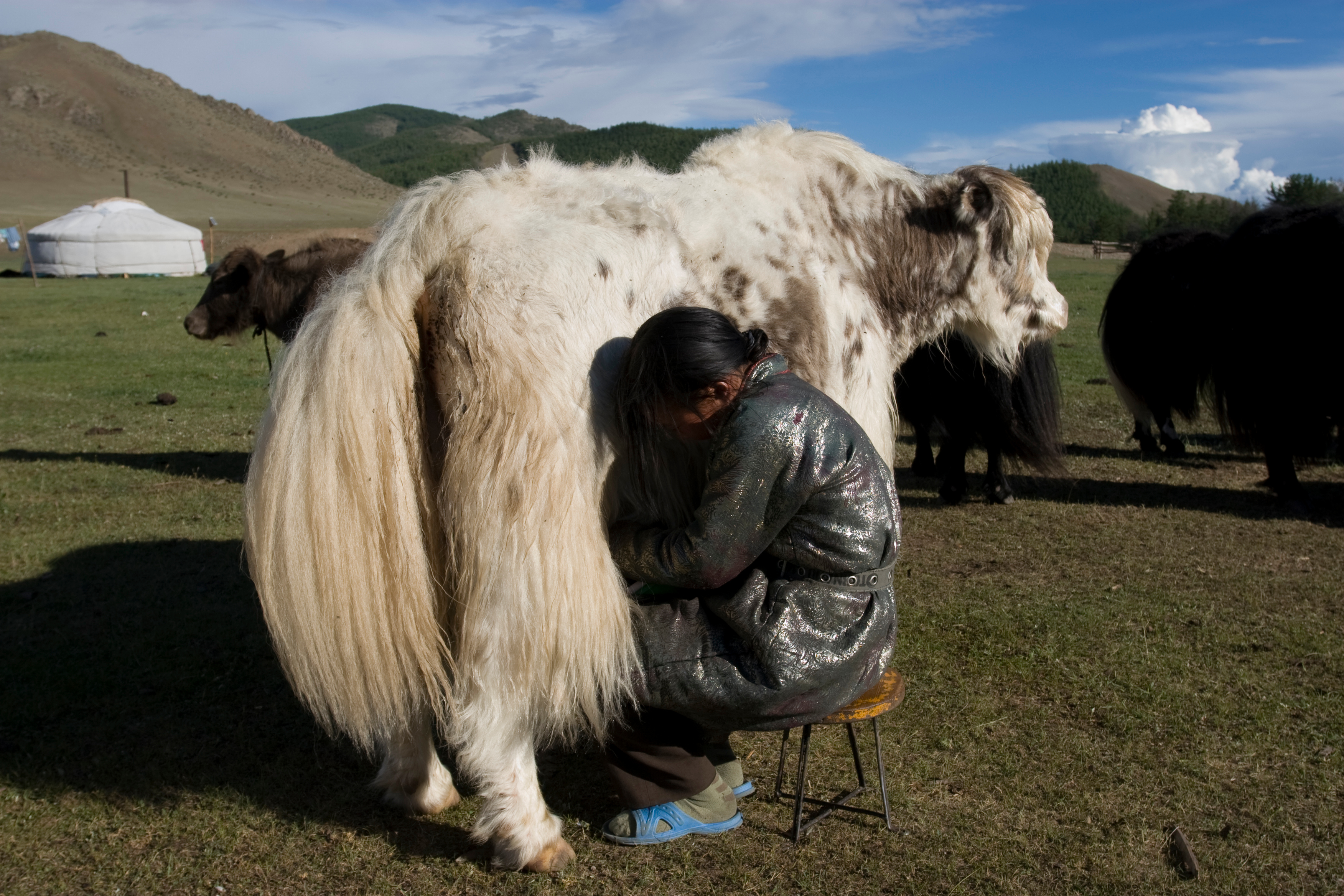 Milking the Yak in Mongolia