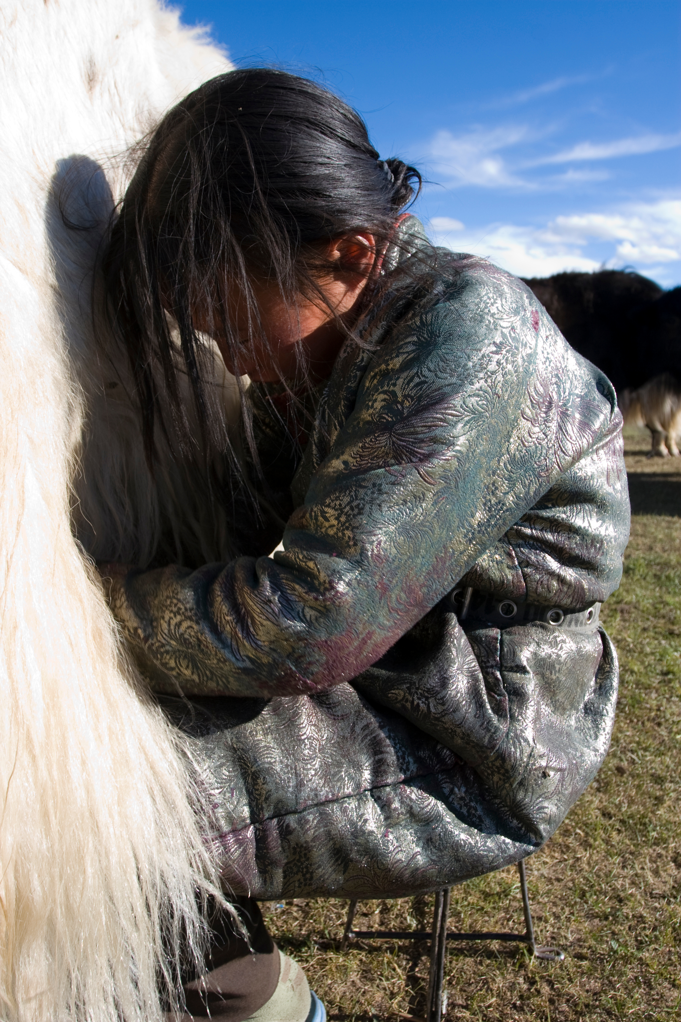 Milking the Yak in Mongolia