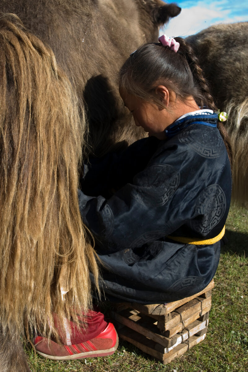 Milking the Yak in Mongolia — Milking a Yakon the Steppes of Mongolia — Mongolia, milking, Yak, Yaks, Steps