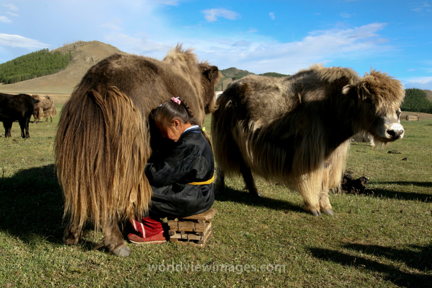 Milking the Yak in Mongolia
