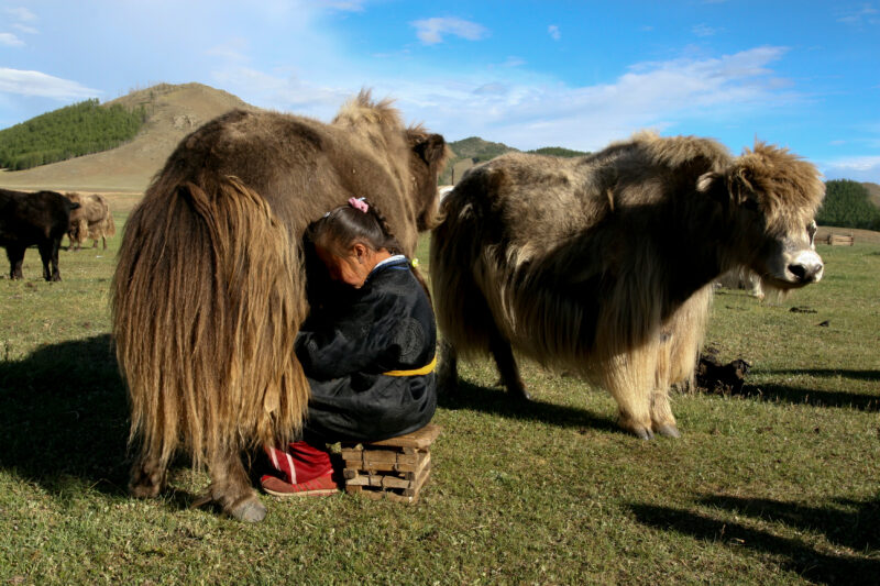 Milking the Yak in Mongolia — Milking a Yakon the Steppes of Mongolia — Mongolia, milking, Yak, Yaks, Steps