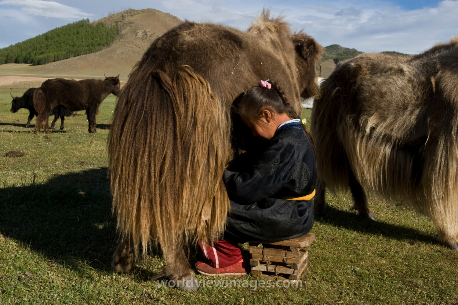 Milking the Yak in Mongolia